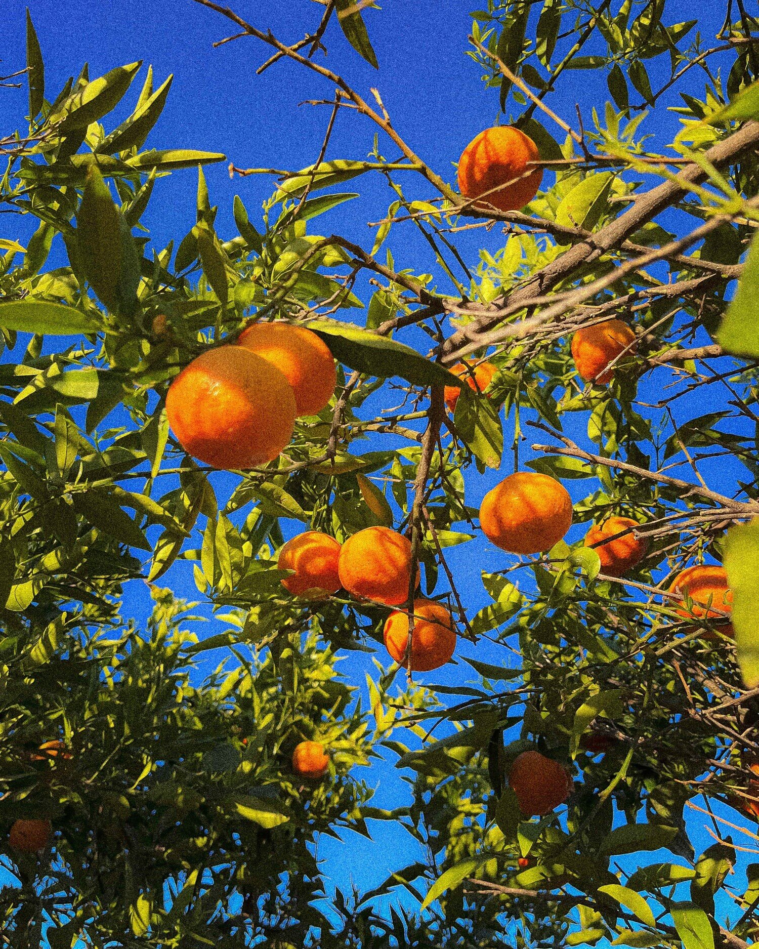 oranges in tinnit house